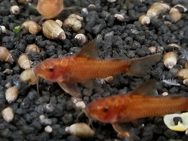Aspidoras sp. C 125 Roter Schmerlenpanzerwels C125 red