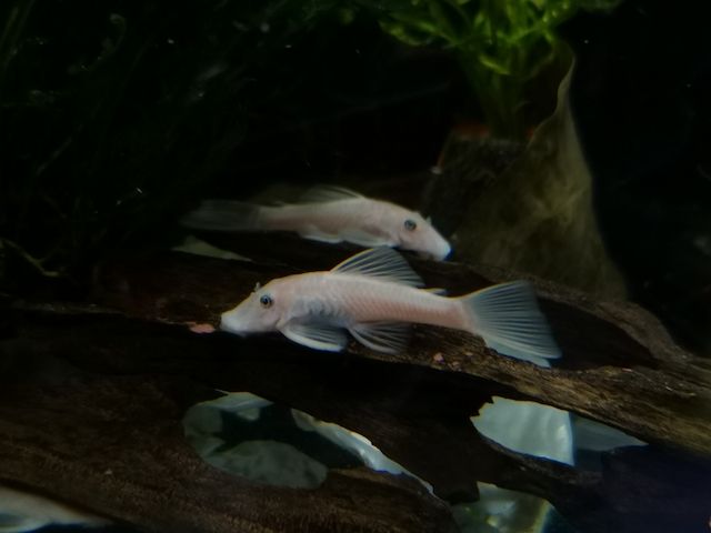 Nachwuchs Welse Ancistrus L144 snow white 2,5 - 3 cm