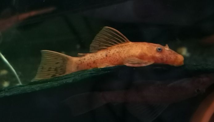 Kräftig rote Antennenwelse Ancistrus sp. Super Rot LDA 16