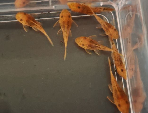 Kräftig rote Antennenwelse Ancistrus sp. Super Rot LDA 16