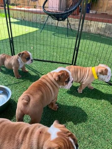 Englische Bulldoggen-Welpen zur Adoption