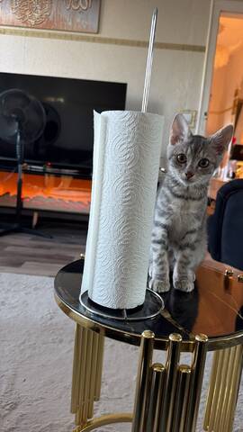 Babykater sucht neues Zuhause