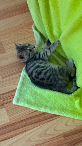 Babykater sucht neues Zuhause