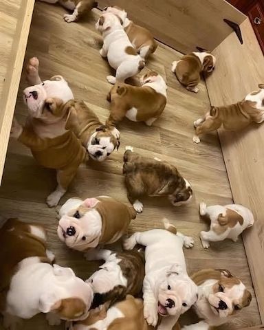 Englische Bulldoggen-Welpen zur Adoption