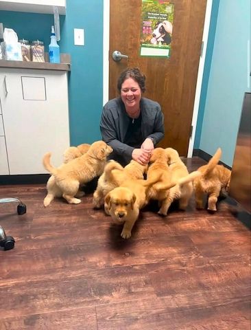 Golden-Retriever-Welpen suchen ein neues Zuhause