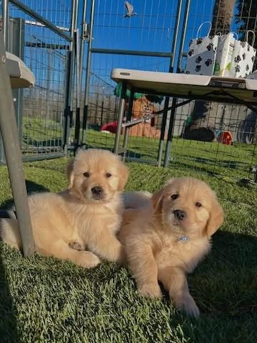Golden-Retriever-Welpen suchen ein neues Zuhause