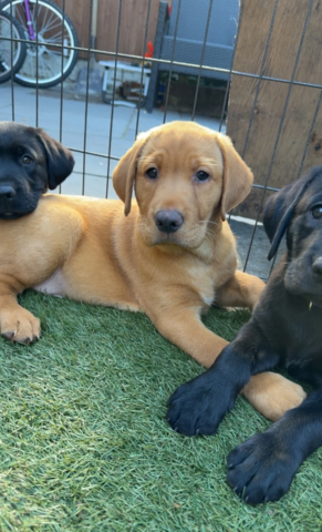 Labrador-Welpen suchen ein neues Zuhause