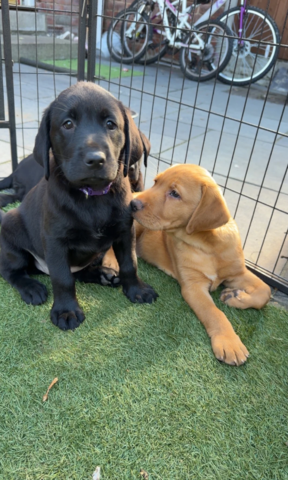 Labrador-Welpen suchen ein neues Zuhause
