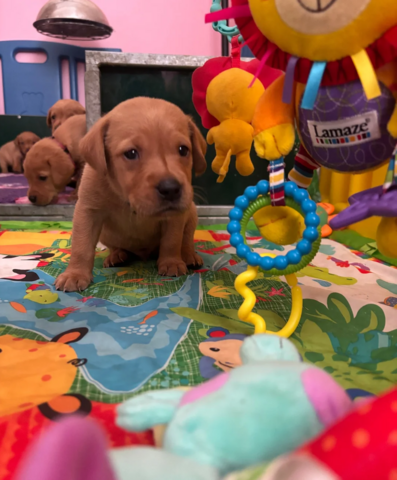 Labrador-Welpen suchen ein neues Zuhause
