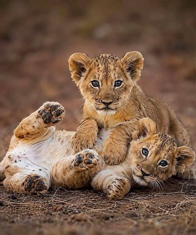 Löwen- und Tigerbabys zur Abgabe