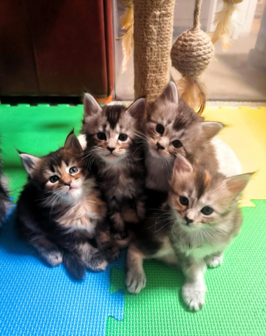 Maine-Coon-Kätzchen suchen ein neues Zuhause