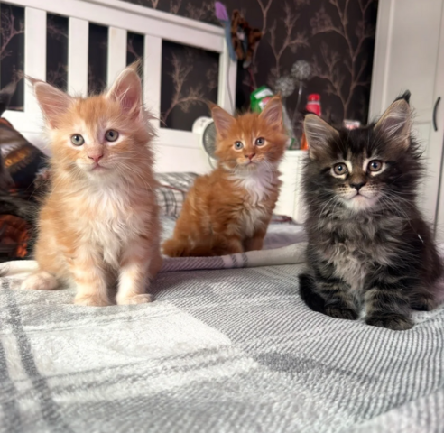Maine-Coon-Kätzchen suchen ein neues Zuhause
