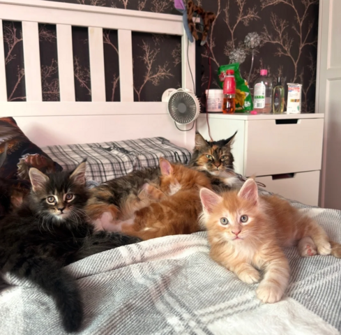 Maine-Coon-Kätzchen suchen ein neues Zuhause