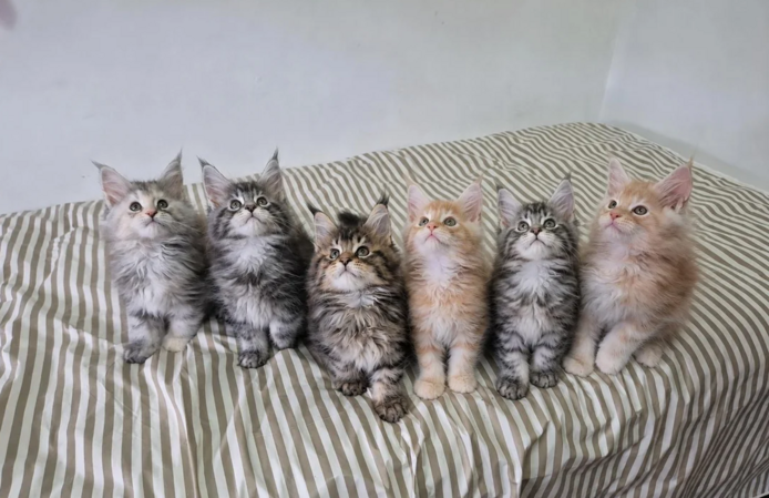 Maine-Coon-Kätzchen suchen ein neues Zuhause