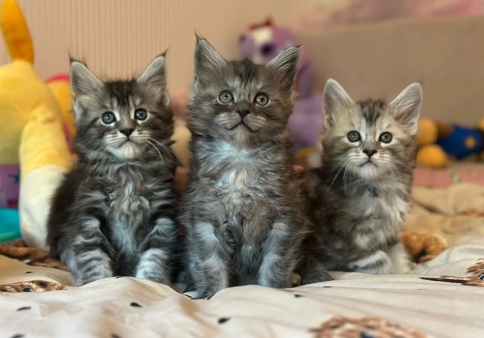 Maine-Coon-Kätzchen suchen ein neues Zuhause