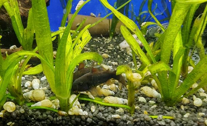 tiefschwarze Panzerwelse Corydoras Venezuela Schwarz