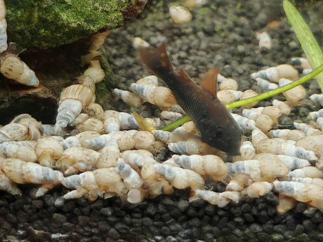 tiefschwarze Panzerwelse Corydoras Venezuela Schwarz