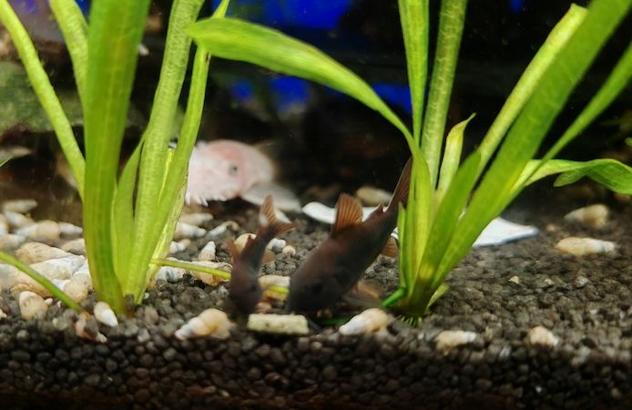 tiefschwarze Panzerwelse Corydoras Venezuela Schwarz