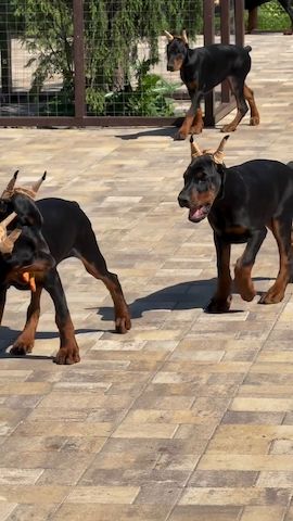 Wunderschöne Europäische Dobermann-Welpen