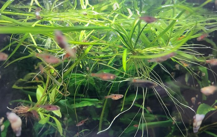 kleine rote Erdbeer Zwergbärbling Boraras naevus Nano