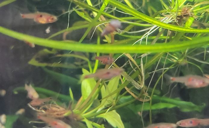 kleine rote Erdbeer Zwergbärbling Boraras naevus Nano