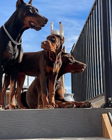 Elegante Dobermann-Welpen in liebevoller Aufzucht