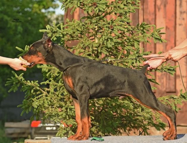 Ausdrucksstarke Europäische Dobermänner