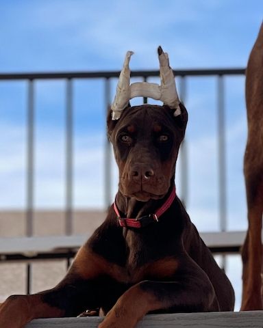 Kräftige Dobermann-Welpen mit schönem Typ