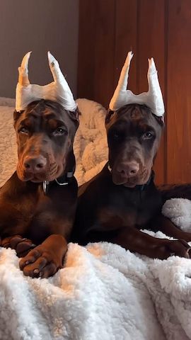 Europäische Dobermann-Welpen – bereit für ihre Familien 🇪🇺🐾