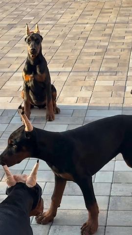 Besondere Dobermann-Welpen für besondere Familien