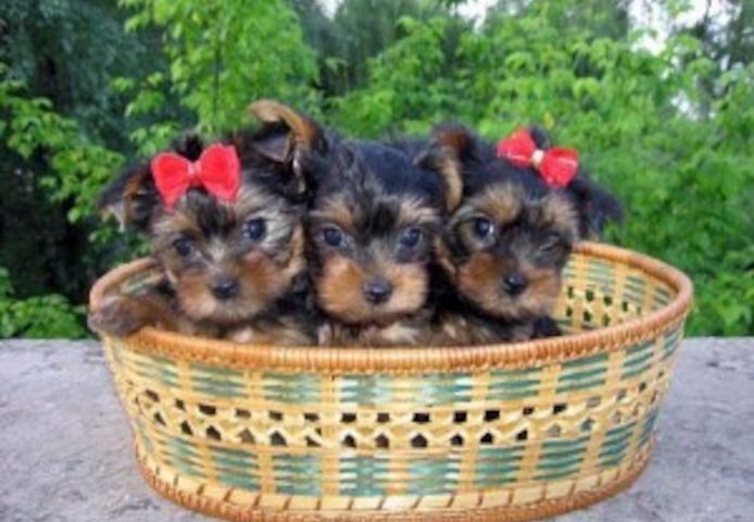 Yorkie-Welpen aus liebevoller Aufzucht