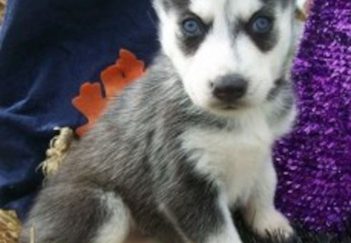 Süße Siberian-Husky-Welpen