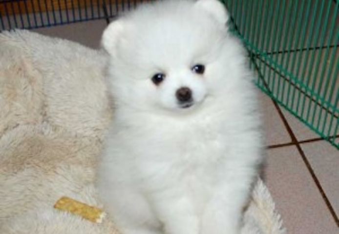 Hervorragende und lebhafte Zwergspitz-Welpen (Pomeranian) verfügbar.