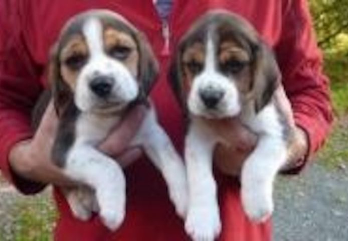 Wunderschöne Beagle-Welpen