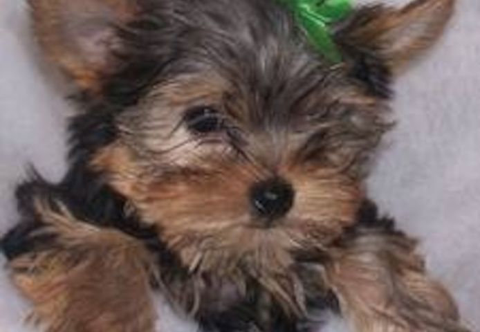 Yorkshire-Terrier-Welpen