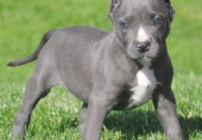 Pitbullwelpen verfügbar