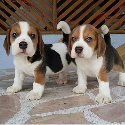 Männliche und weibliche Beagle