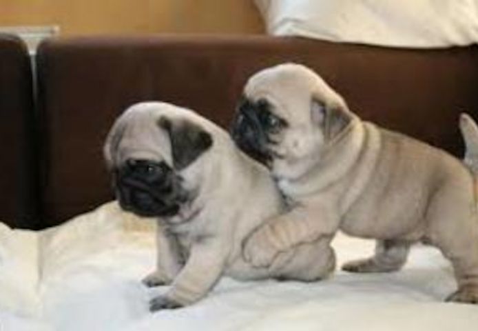 Mops-Welpen für ein gutes Zuhause