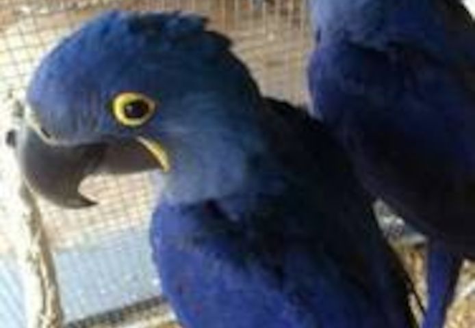 Papageien und ihre befruchteten Eier aller Arten zu verkaufen