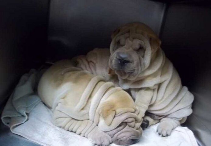 Shar-Pei-Welpen