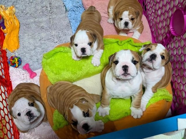 Englische Bulldoggen-Welpen zur Adoption