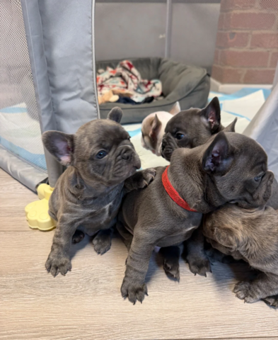 Französische Bulldoggen-Welpen zur Adoption