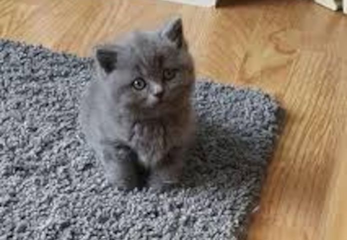 BKH KITTEN (Britisch Kurzhaar)