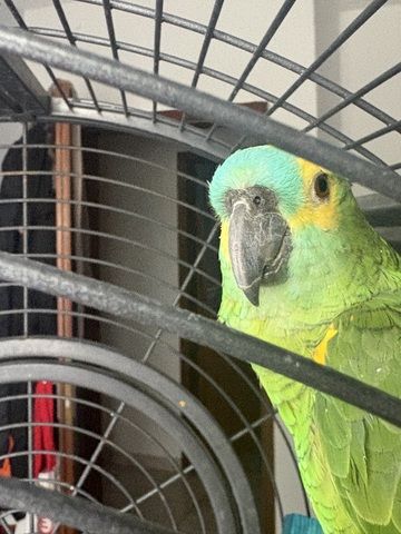 Blaustirnamazone