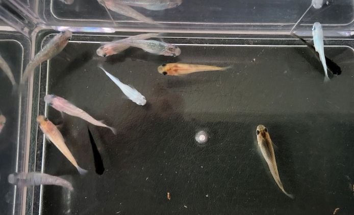 Medaka Mix Oryzias Latipe Teich Aurora White Red King Blue