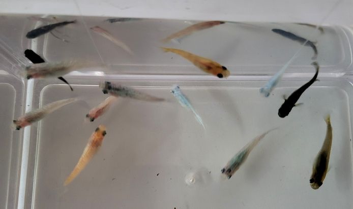 Medaka Mix Oryzias Latipe Teich Aurora White Red King Blue