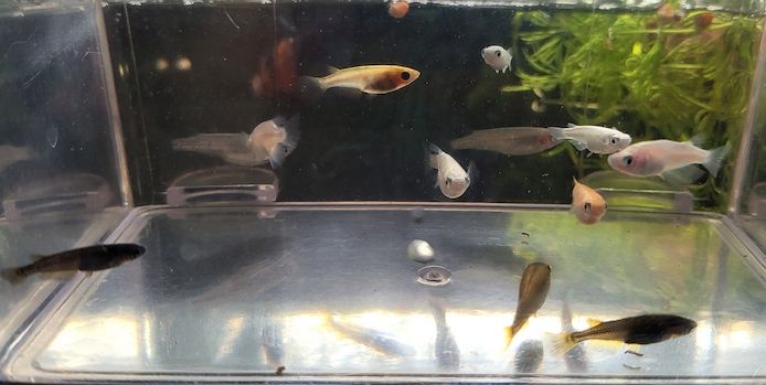 Medaka Mix Oryzias Latipe Teich Aurora White Red King Blue
