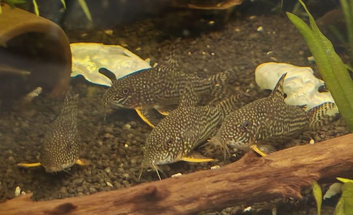 5er Gruppe Sterbai Panzerwels Hoplisoma (ehem. Corydoras)