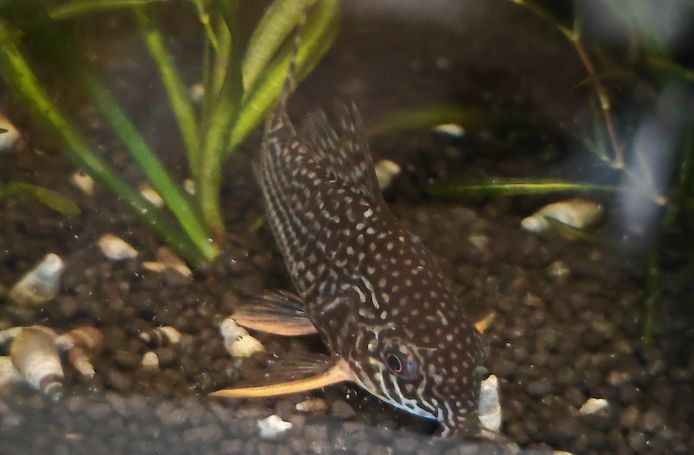 5er Gruppe Sterbai Panzerwels Hoplisoma (ehem. Corydoras)