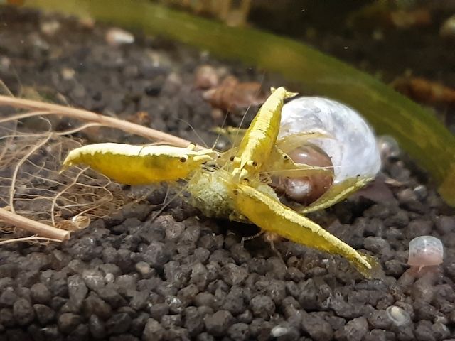 Yellow Fire Neon Garnelen (Neocaridina davidi) gelb 10 St. = 18€